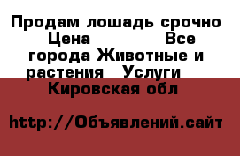 Продам лошадь срочно › Цена ­ 30 000 - Все города Животные и растения » Услуги   . Кировская обл.